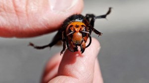 Officials say the so-called “murder hornet” has been wiped out from the U.S. five years after being found in Washington state.