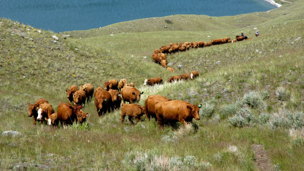 A new study from UC Davis revealed feeding grazing beef cattle could cut the animals’ methane emissions by almost 40%.