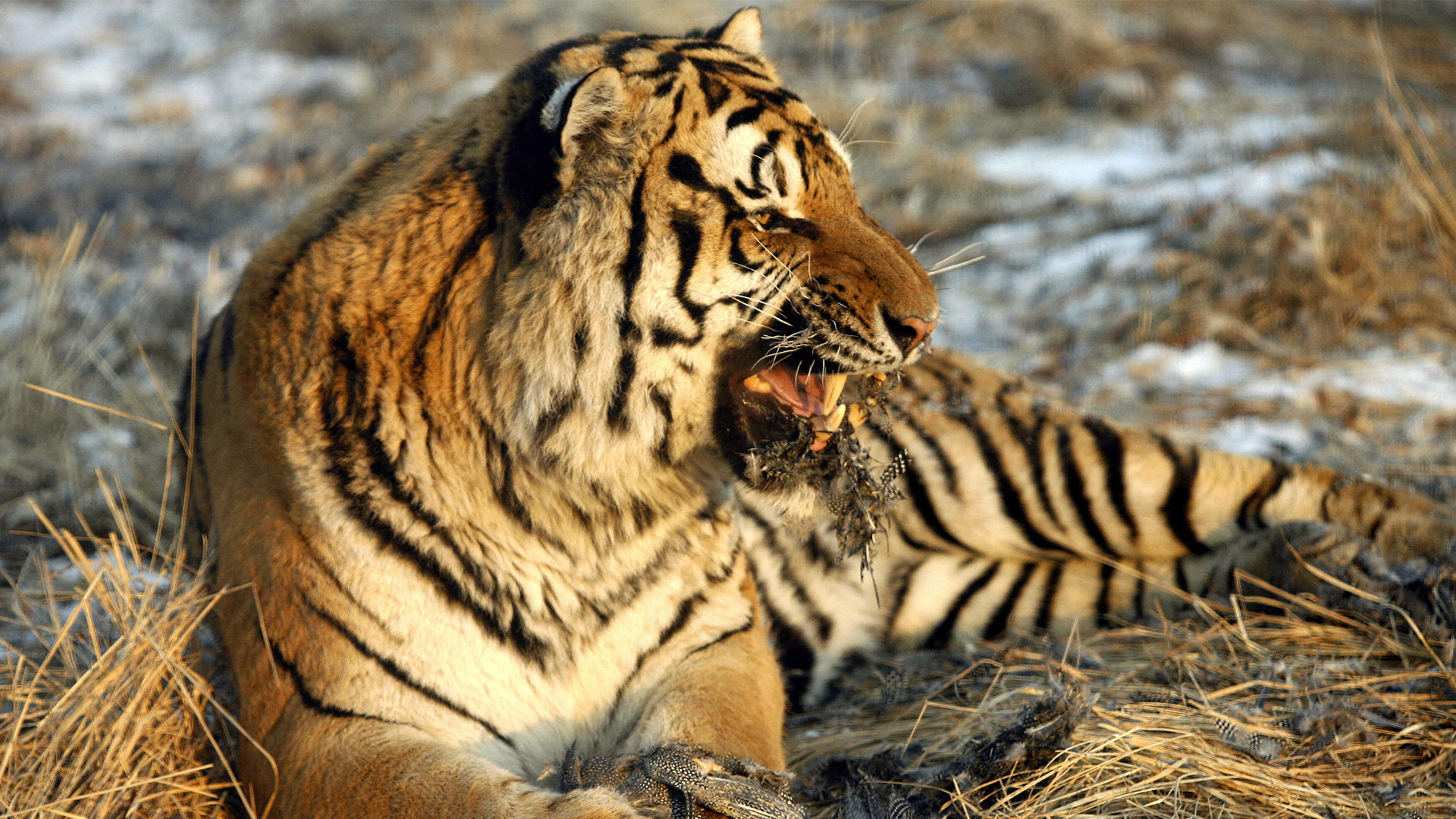 After being nearly absent from southeast Russia for half a century, the tiger population has been restored.