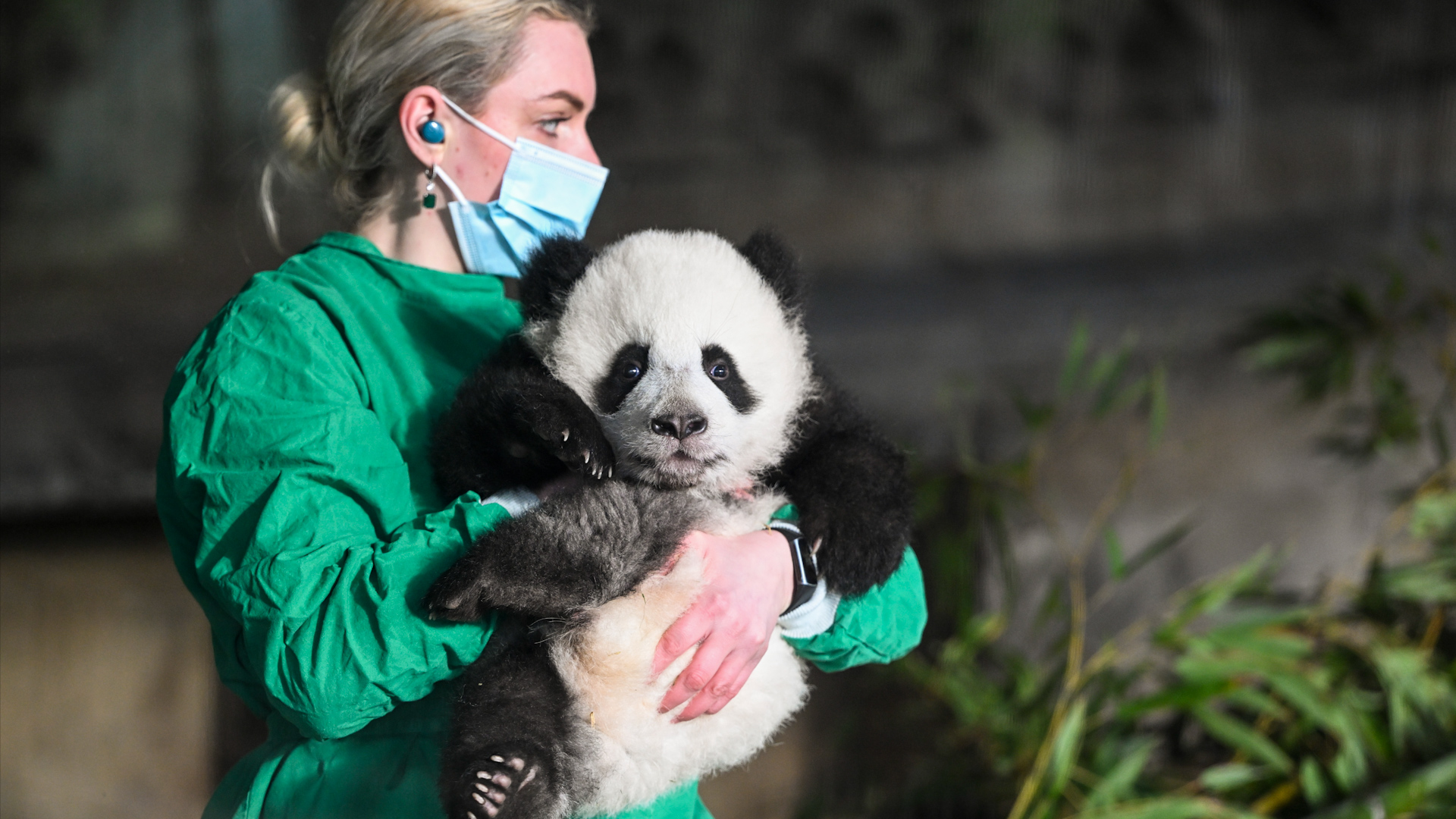 The Lunar New Year, also known as the Chinese New Year, has officially begun and while this is known as the year of the snake, China kicked off its celebrations with bears.