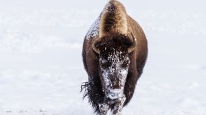 Montana Gov. Greg Gianforte is suing to halt Yellowstone National Park's bison management plan, according to a lawsuit on Tuesday, Dec. 31.