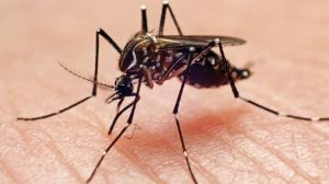 A new effort is aiming to genetically modify some male mosquitos to produce 'toxic' semen to reduce the spread of mosquito-borne disease.