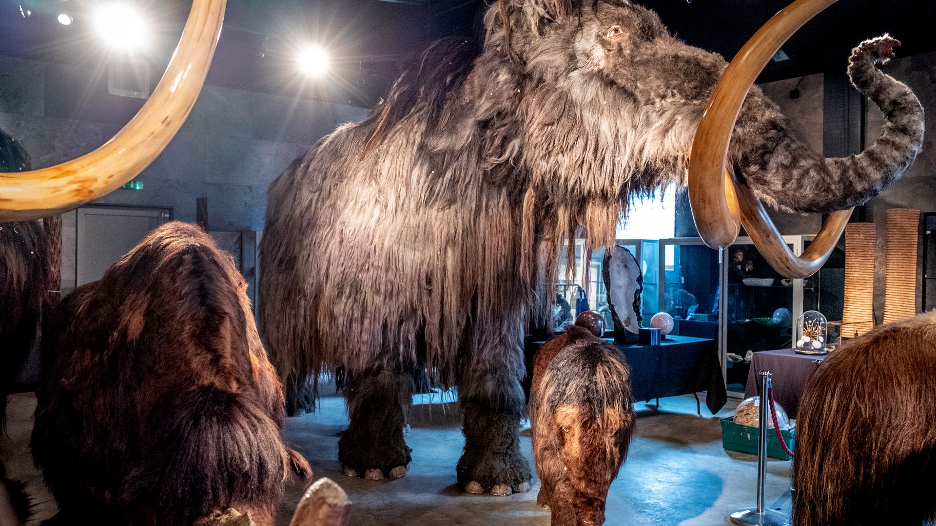 The company behind efforts to bring back the woolly mammoth from extinction is now reportedly valued at .2 billion.