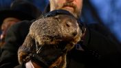 PETA suggest Punxsutawney Phil be replaced with a "weather reveal" cake.