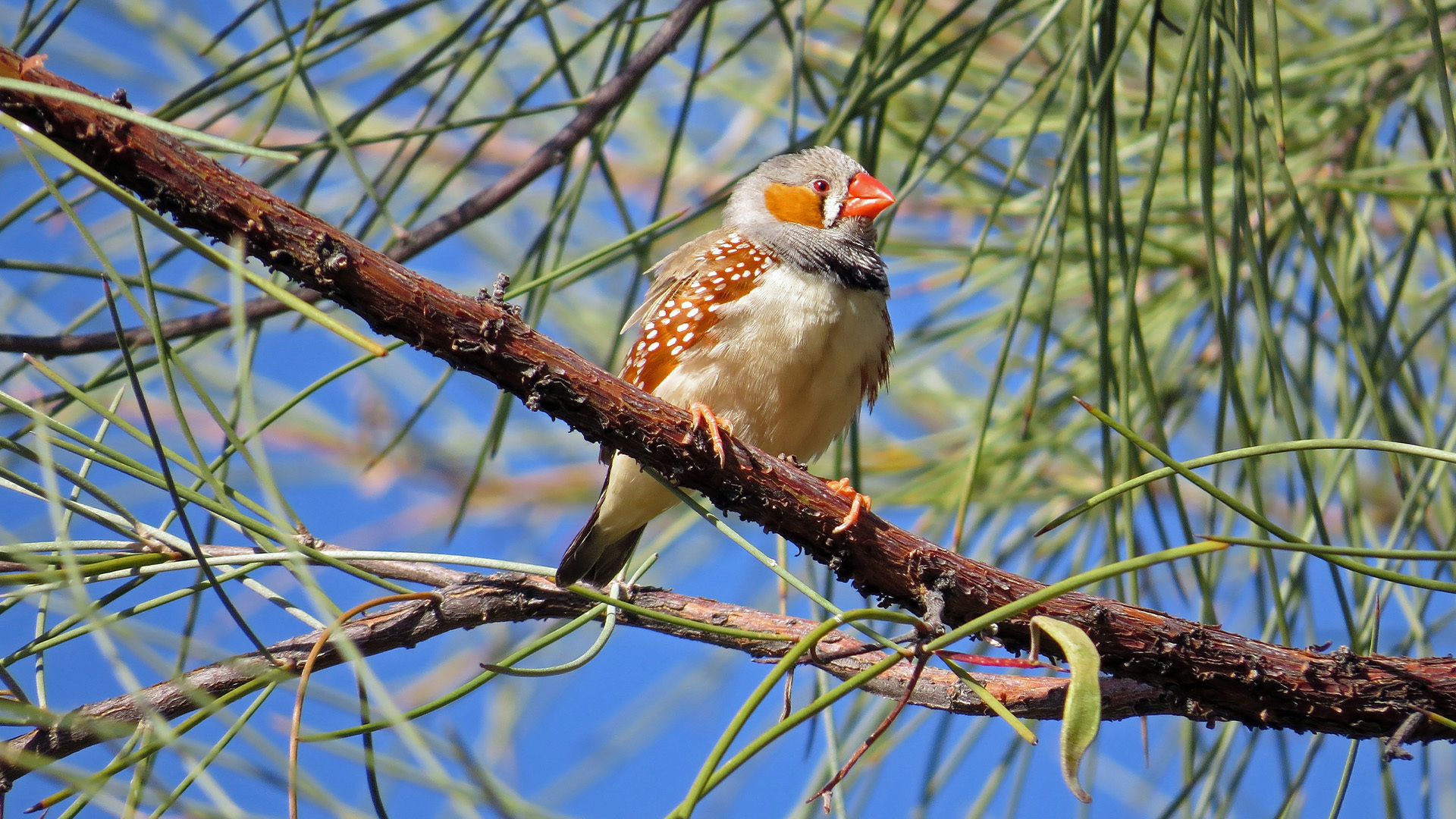 Researchers at McGill University are using AI to decode animal communication, potentially transforming conservation efforts.