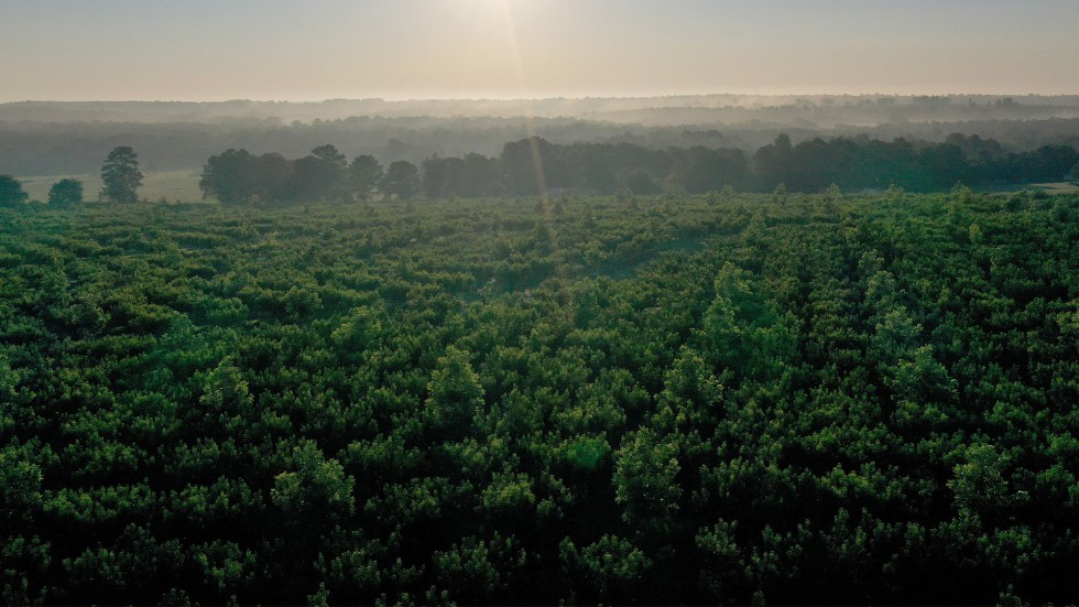 The Labor Department says it is working to pay out over $130,000 in wages it recovered from a South Carolina peach growing company.