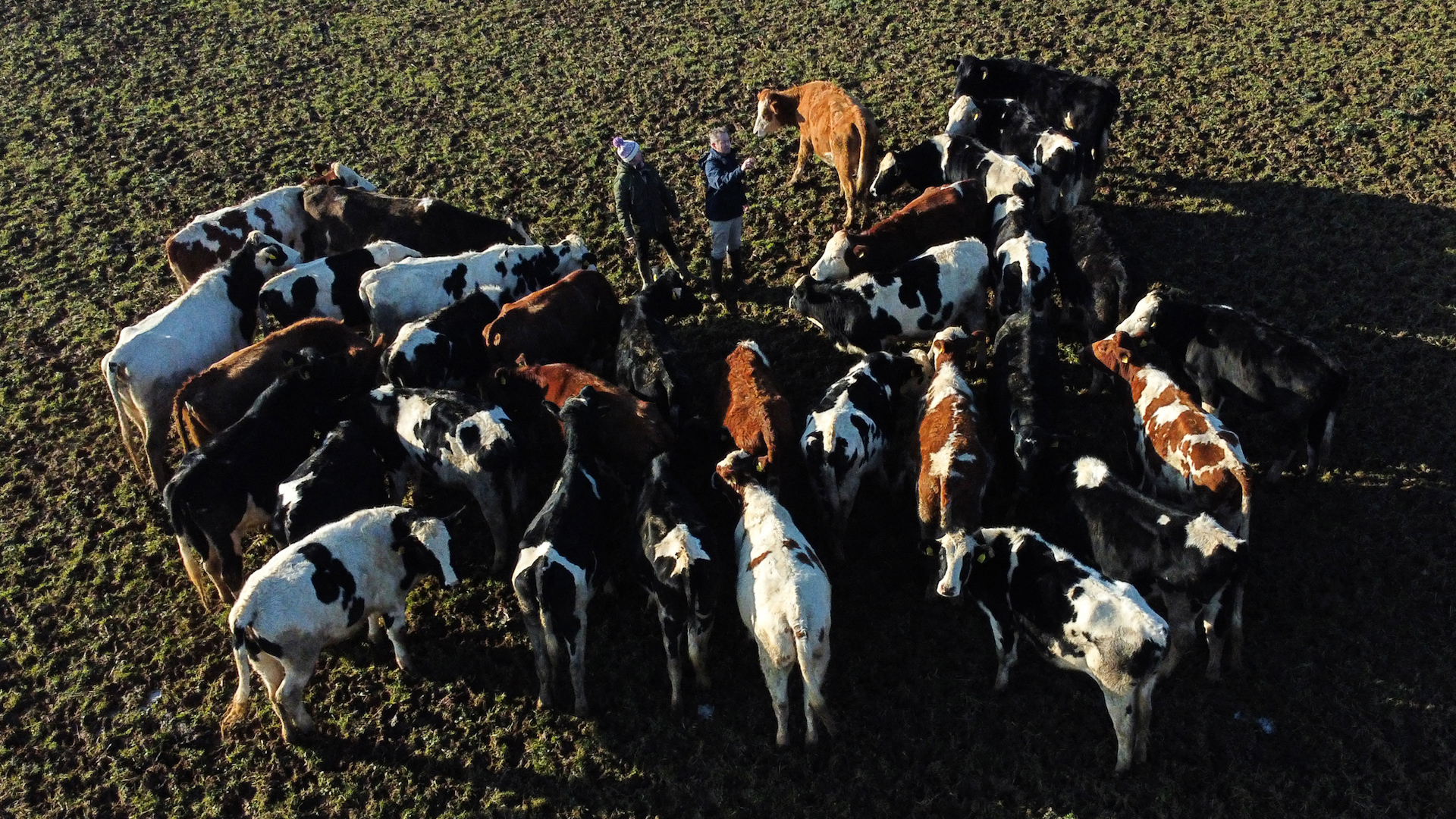 A proposed bill in Washington state could potentially lead to the first U.S. tax on agricultural emissions, such as cow flatulence.