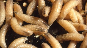 U.S. officials warn against “Maneater” screwworm known to dig into open wounds