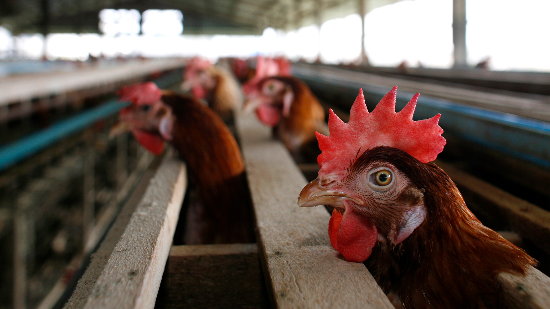 The U.S. government has awarded Moderna 0 million to help speed up the development of a bird flu vaccine.