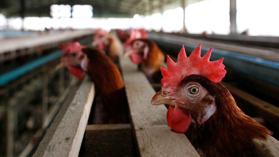 The U.S. government has awarded Moderna $590 million to help speed up the development of a bird flu vaccine.