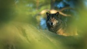 Sweden is looking at how to manage its once-endangered wolf population, as experts celebrate the growth and the government wants it halved.