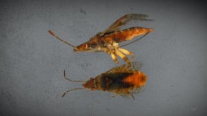 Customs and Border Protection agents found rare, spore spreading bugs that were inadvertently carried into the U.S. from Jordan.