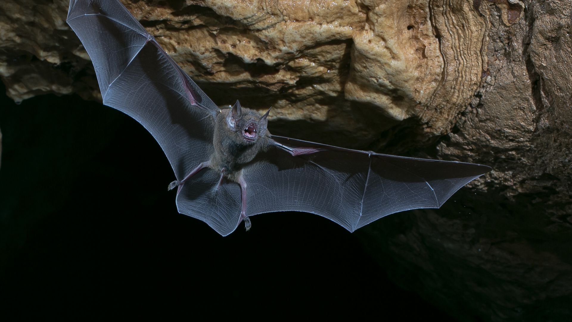 The Centers for Disease Control and Prevention (CDC) said there is no reason for public concern after a new coronavirus in bats was discovered by researchers.