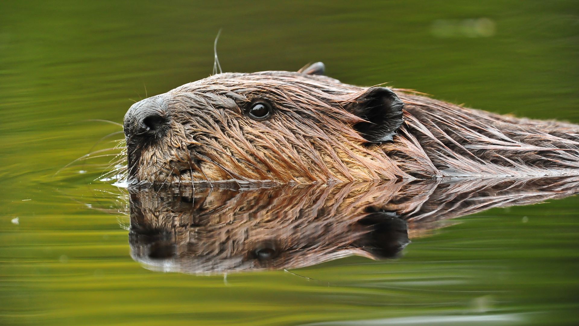 Beavers are being credited with saving taxpayers in the Czech Republic roughly .2 million by building multiple dams south of Prague.