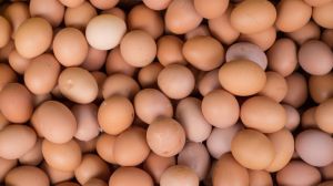 Police in central Pennsylvania say that thieves stole 100,000 organic eggs worth an estimated $40,000 on Saturday, Feb. 1.