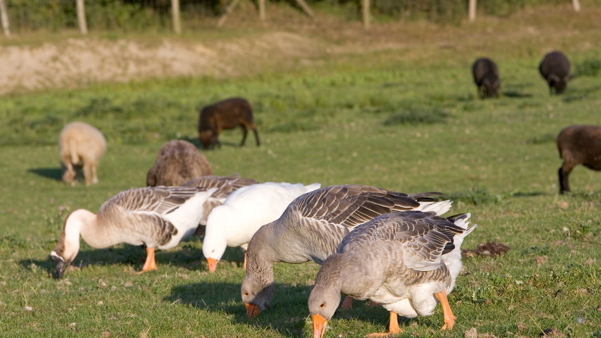 Scientists say wind may be partly to blame when it comes to the spread of the bird flu in some cases, according to a new study.