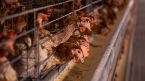 New York Gov. Hochul announced a state order temporarily closing live bird markets to curb the spread of bird flu.