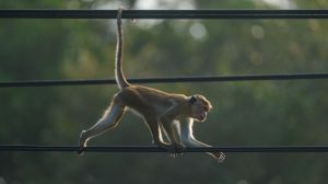 A nationwide power outage struck Sri Lanka over the weekend, with the country’s government attributing the disruption to a monkey.