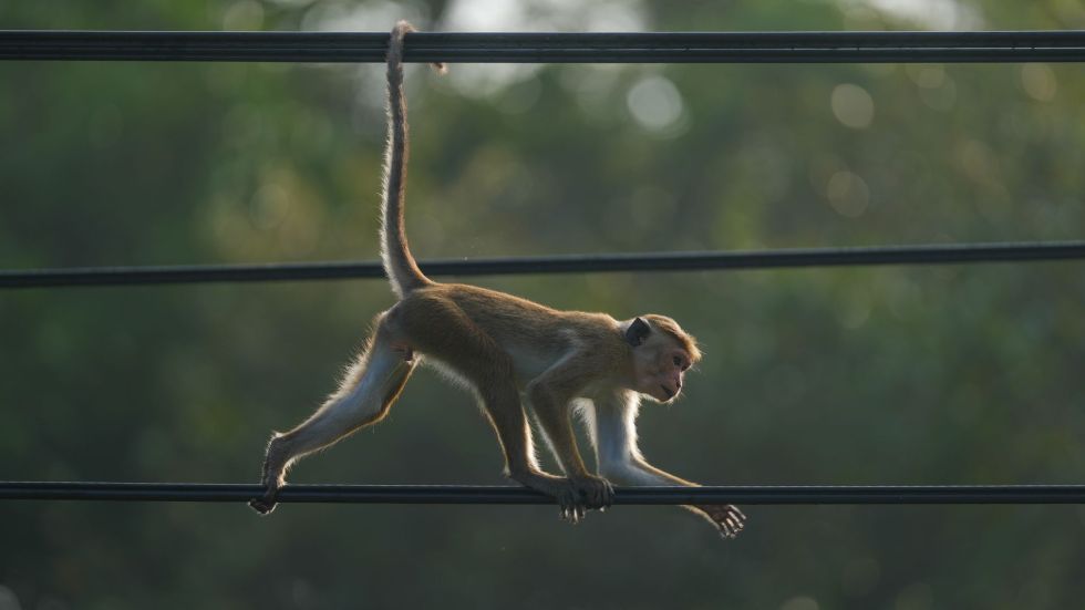 A nationwide power outage struck Sri Lanka over the weekend, with the country’s government attributing the disruption to a monkey.