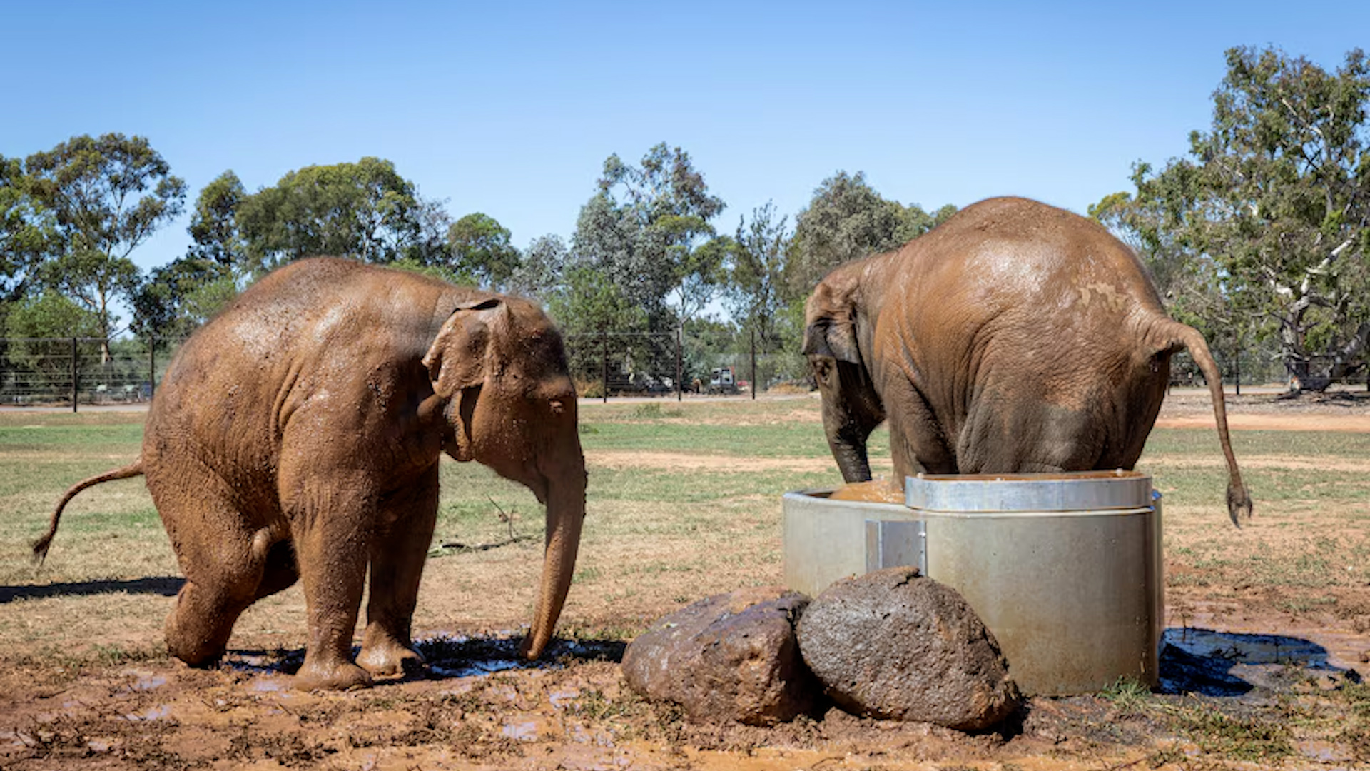 A herd of nine Asian elephants has been relocated from Melbourne Zoo to the Werribee Open Range Zoo in Australia, marking a major effort to improve their living conditions. The move, which took nearly two years of planning, was necessary as the growing herd had outgrown their enclosure at Melbourne Zoo.