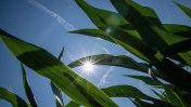 A study found replacing corn used for ethanol with solar panels will generate more energy, but federal subsidies are needed for profitability.