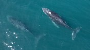 A kayaker, Adrián Simancas, had a close encounter with a humpback whale in Chile's Strait of Magellan, being briefly swallowed before release. The incident occurred on February 9 while Simancas was kayaking with his father near Bahía El Águila.