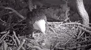 A live cam of a bald eagle nest has gone viral as three eaglets make their way into the world.