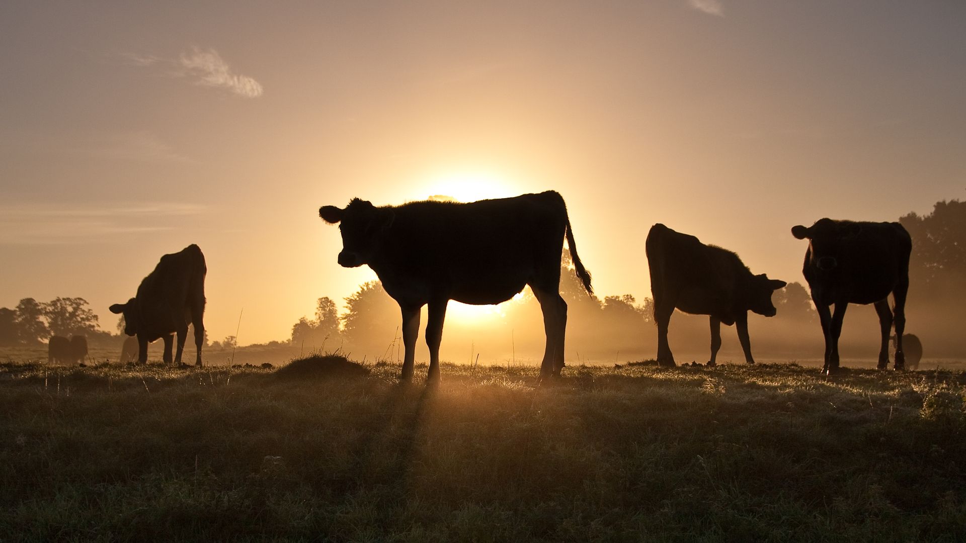 More farmers are turning to "smart collar" technology to monitor diseases like H5N1 in their cattle herds.