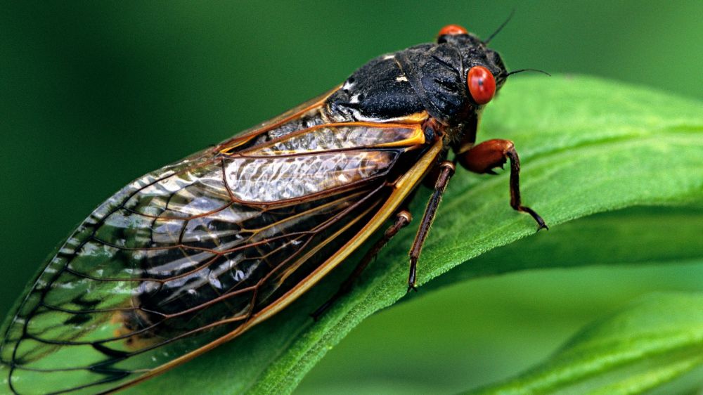 As temperatures rise, residents in 13 states will soon witness billions of cicadas emerging from underground.