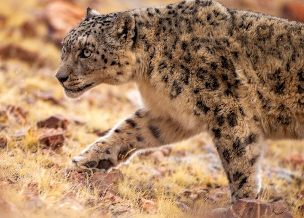 This photo taken on May 7, 2024 shows a snow leopard at the Changtang National Nature Reserve in Nyima County of Nagqu City, southwest China's Xizang Autonomous Region. Dubbed the "paradise of wild animals," Changtang National Nature Reserve is home to over 30 kinds of wild animals listed on China's national-level protection catalogue, including Tibetan antelopes and wild yaks. (Photo by Jiang Fan/Xinhua via Getty Images)