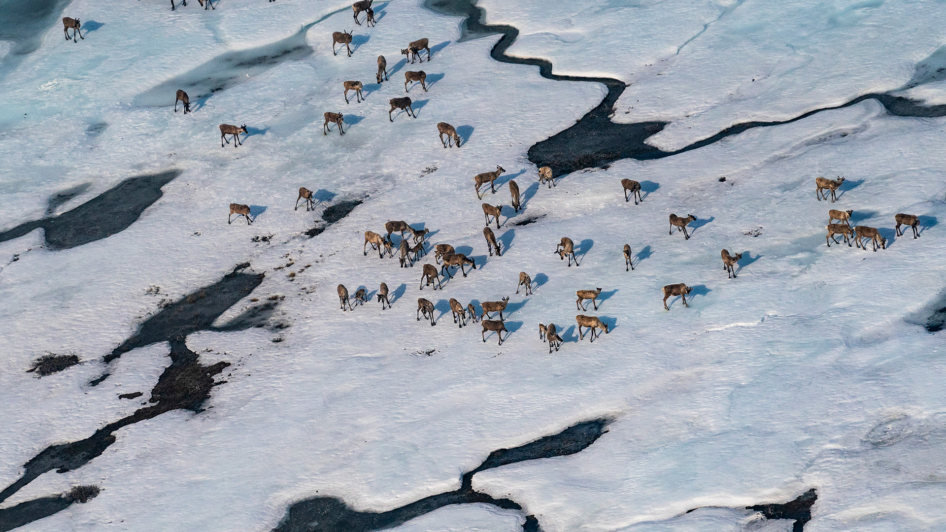 The Trump administration wants to expand oil and gas drilling in Alaska’s Arctic regions, including the Arctic National Wildlife Refuge.