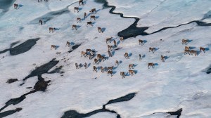 The Trump administration wants to expand oil and gas drilling in Alaska’s Arctic regions, including the Arctic National Wildlife Refuge.