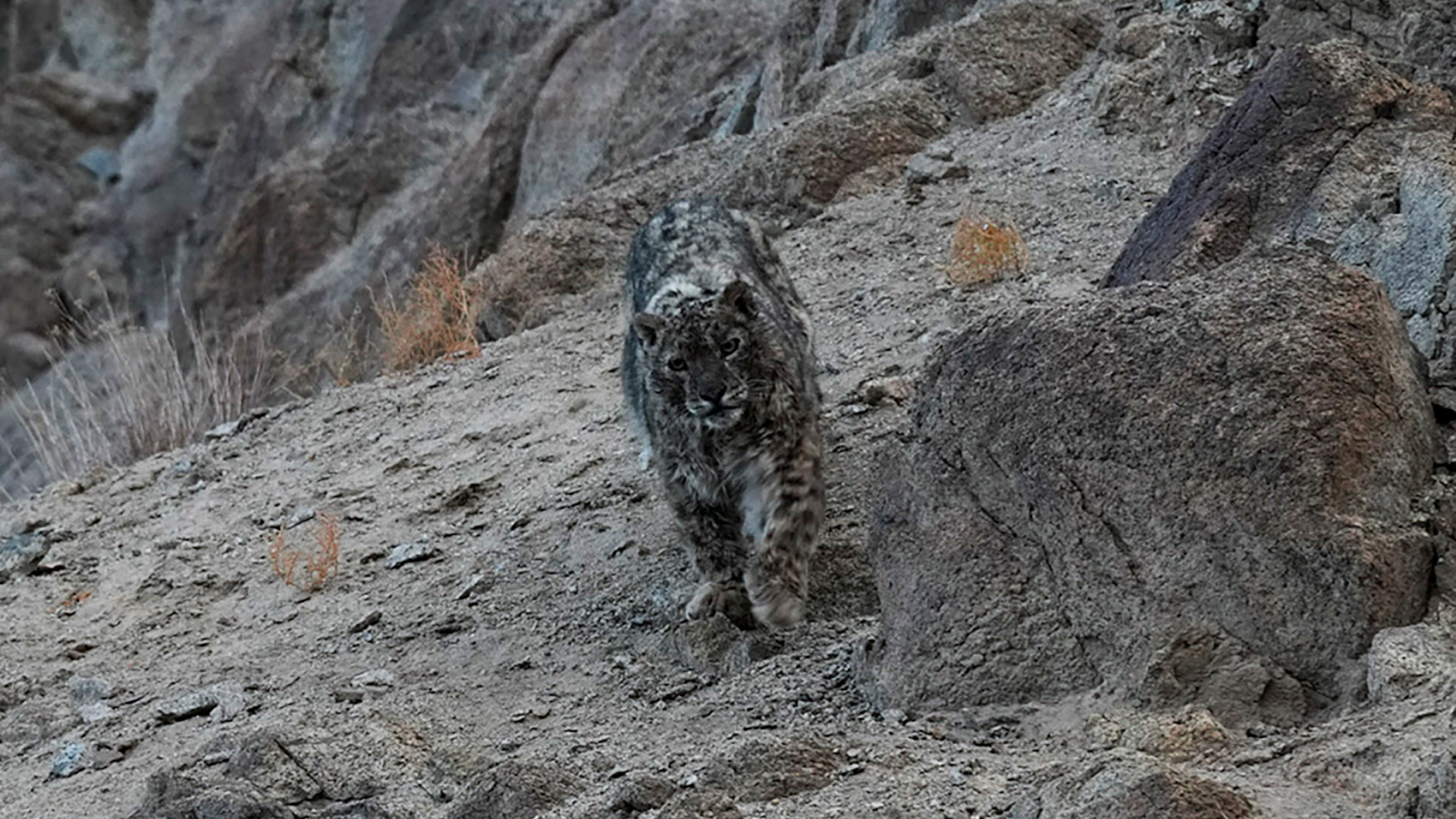 A rare sighting of four snow leopards in northern Pakistan has sparked excitement among conservationists, highlighting ongoing efforts to protect the species. The elusive big cats, known as “ghosts of the mountains,” were caught on camera in the Central Karakoram National Park, a rugged landscape near K2, the world’s second-highest mountain.