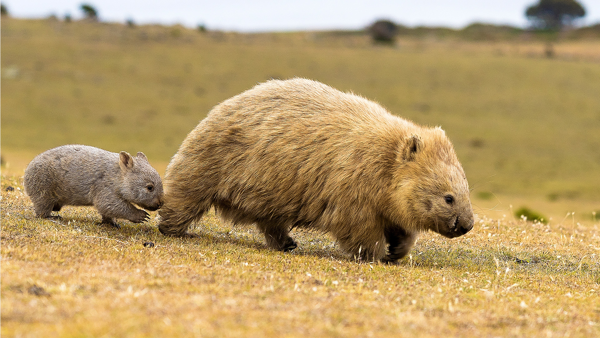 US influencer faces possible deportation after viral Australian wombat encounter