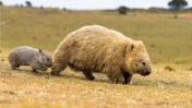 An American influencer in Australia is facing visa review after a viral video showed her taking a baby wombat from its mother.